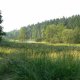 <p>Lanškrounské rybníky, pohled na rákosiny rybníka</p>